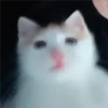 cats 17
