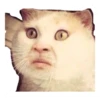 cats 14