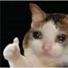 cats 19