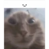 cats 20