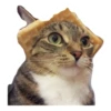 cats 15