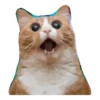cats 16