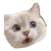 cats 17