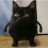 cats 21