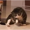 cats 22