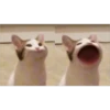 cats 18