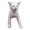 cats 19