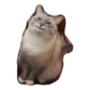 cats 20