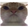 cats 23