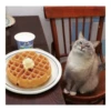 cats 21