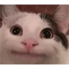 cats 23