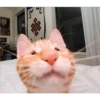 Im
舞