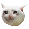 cats 24