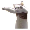 cats 25