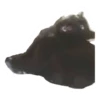 cats 27