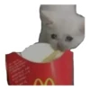 cats 28