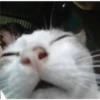cats 27