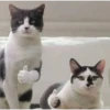 cats 28