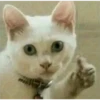 cats 29