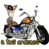 》Chicas  《 19
