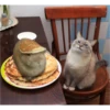cats 30