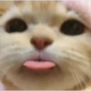 cats 30