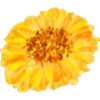 FlOwErS & WoRdS 11