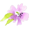 FlOwErS & WoRdS 17