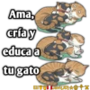 Cats Love  ️1 24