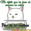 Cats Love  ️1 29
