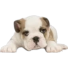 Must   Dogs4 5