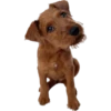 Must   Dogs4 6