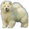 Must   Dogs4 7