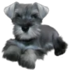 Must   Dogs4 8