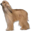 Must   Dogs4 9