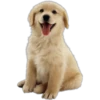 Must   Dogs4 10