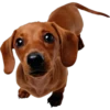 Must   Dogs4 11