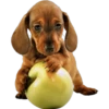 Must   Dogs4 12