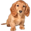 Must   Dogs4 14