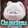 Che pochyma