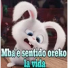 Snowball in Guaraní 14