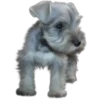 Must   Dogs4 15