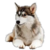 Must   Dogs4 16