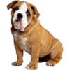Must   Dogs4 17