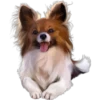 Must   Dogs4 18