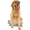 Must   Dogs4 19