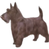 Must   Dogs4 22