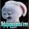 Snowball in Guaraní 20