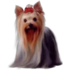 Must   Dogs4 23