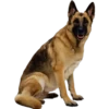 Must   Dogs4 24